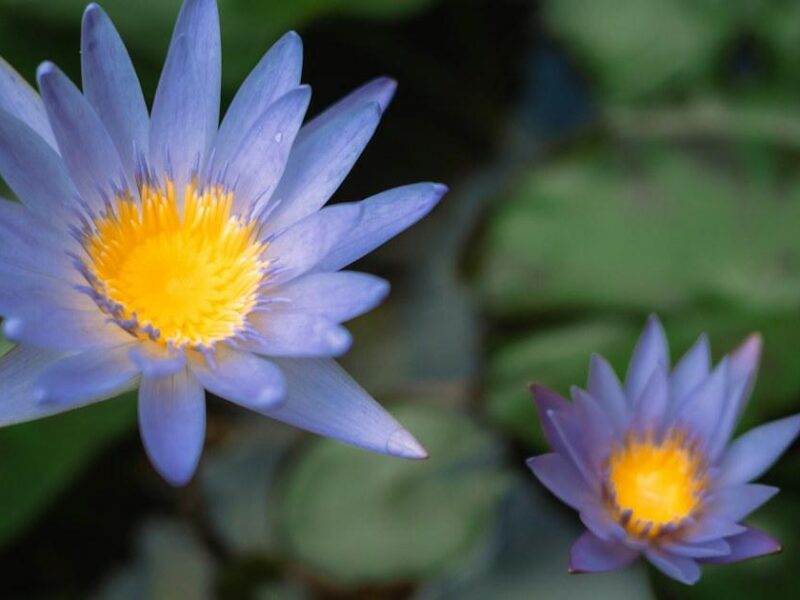Two pale blue water lilies with yellow centers among green lily pads