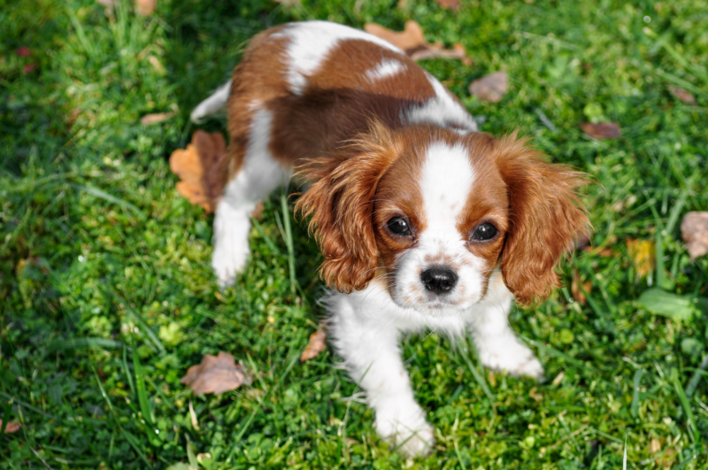 Backyard Safety Features to Consider Before Bringing Home a Puppy
